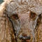 poodle